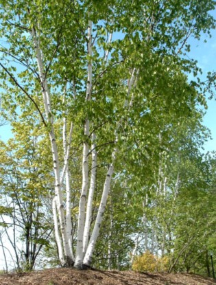 Betulla. Birch