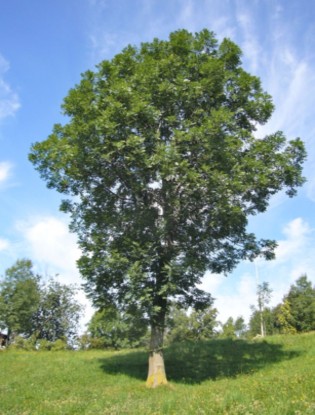 Frassino. Ash tree.