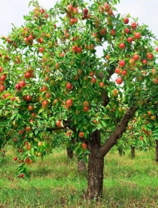 Melo. Apple tree.