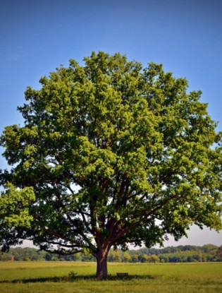 Quercia. Oak tree.