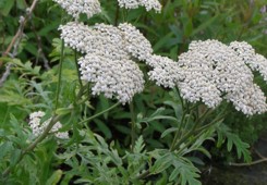 Achillea