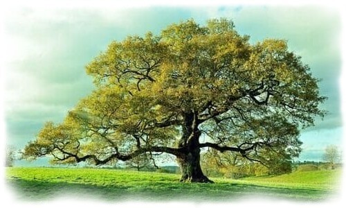Una quercia. An oak. Una quercia. An oak.